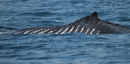 The return of Bladerunner the humpback and Split Fin the killer whale – a cautionary tale about seafaring vessels