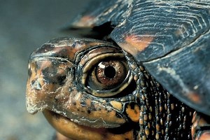 25  Box Turtle Health Problems and How to Handle Them