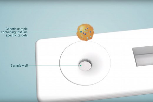 ANIMATION: How does a lateral flow immunoassay work?