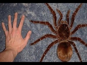 Encountering the Goliath Bird Eating Spider: A Closer Look at Belize's Intriguing Arachnid