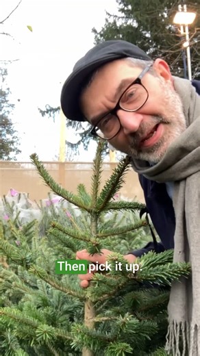 22K views · 105 reactions | Christmas Tree dropping its needles already? To prevent needle drop, there are several things you can do, including choosing trees that drop less needles, and following a few simple steps beforehand. Watch Oliver's advice, and visit the website for more tips. Thanks to Tree Amigos for letting us stop by! | BBC Gardeners' World Magazine | Facebook