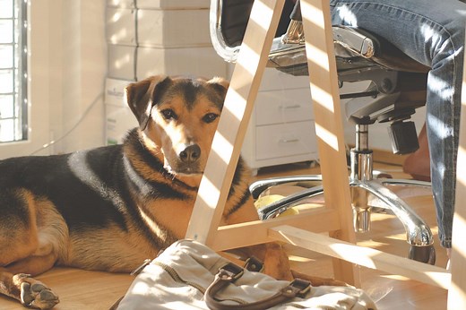 Anything is Paw-sible! The Ideal Dog Schedule for Working Owners
