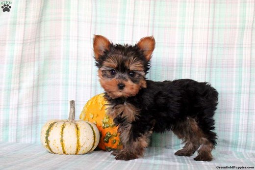 Yorkshire Terrier Puppies for Sale - Greenfield Puppies
