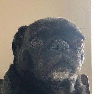 Bugha - Twitch