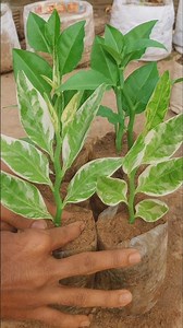 How to Grow Devil’s Backbone Plants from Cuttings | Variegated & Green Variety 🌱