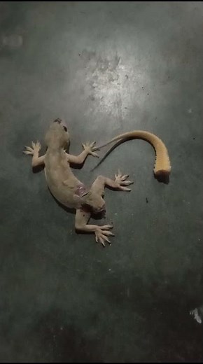 movement of the lizard tail