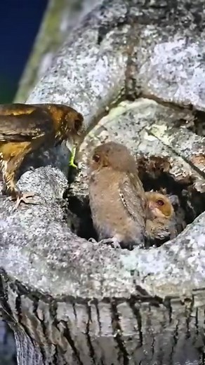 Animal Planet TV on Reels