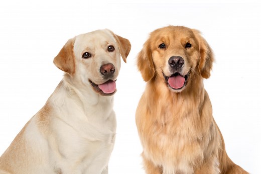 Golden Retriever vs. Labrador Retriever: Similarities and Differences