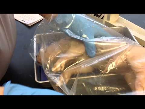 1 - Pig Dissection Intro & External Anatomy