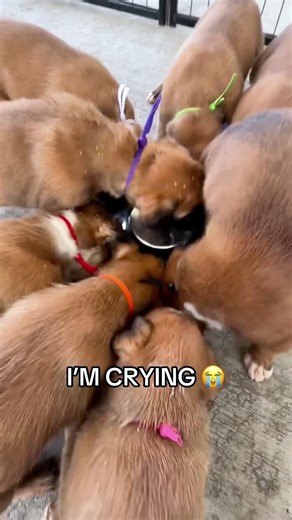 Humorous Dog Eating Reactions That Will Make You Laugh