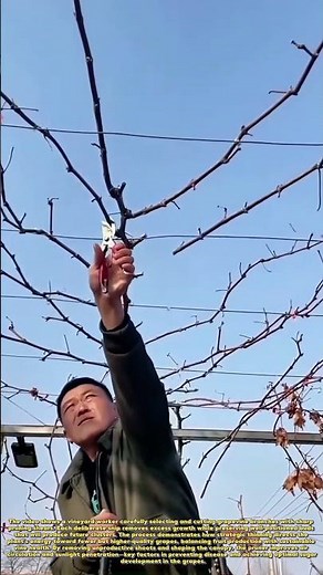 Vineyard Pruning: How Strategic Cuts Boost Grape Quality & Yield