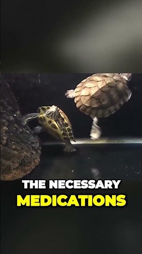 Save Your Turtles Eyes with Expert Help Effective Treatment for Infections