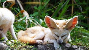 2.4M views · 11K shares | The fennec fox's ears are nearly half the length of its body. | National Geographic | Facebook