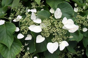 Climbing Hydrangea Care Guide: From Planting to Pruning