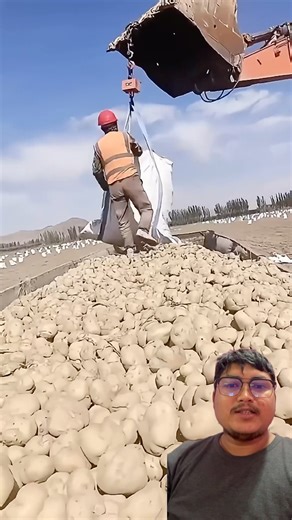 Aalu loading jcb le gardai hernus tw bides ma #trending #agriculture #farming #potato #harvest #wow
