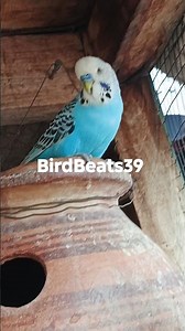 Amazing Budgies Chirping 🐦 | Happy & Colorful Parakeets Sounds #budgies #chirping #birdsounds