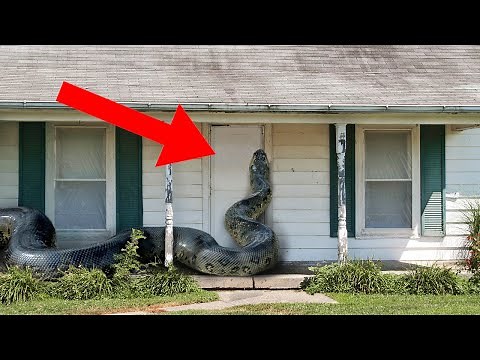 10 Scariest Animal Invasions