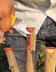 13K views · 121 reactions | A Good Technique Method of Planting a Tree Seedling | General Move | Facebook