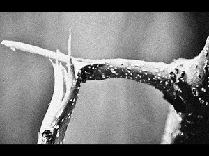 Breaking Branch Sound Effect