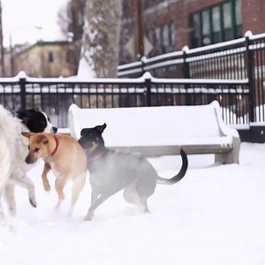 1.5K views · 44 reactions | Meeting new friends is easy when you’ve got the energy to say hi to everyone. Our Limited Ingredient Diets® help your dog live their best life. | Natural Balance Pet Foods | Facebook