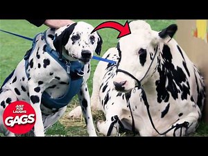 Hilarious New Dog Pranks 2025 | Just For Laughs Gags