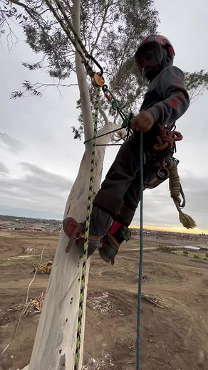 Expert Tree Climbing and Cutting Techniques