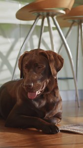 Protect the home and things you love with RACQ Home & Contents Insurance. Buy online now! T&Cs apply. | RACQ