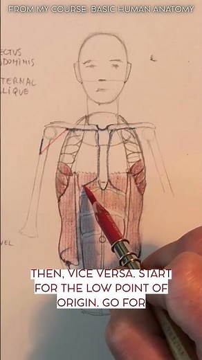 From my Course Basic Human Anatomy