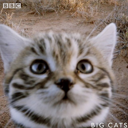 Africa's smallest cat is also the world's deadliest. 😼 UK fans! #BigCats continues this Thursday 8pm on BBC One | BBC Earth