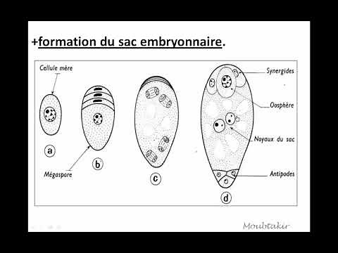 3 reproduction des plantes angiospermes :formation du sac embryonnaire chez les angiospermes