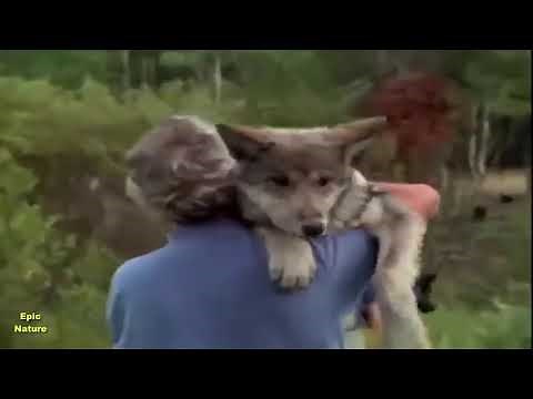 Living With Wolves (Nature Documentary)