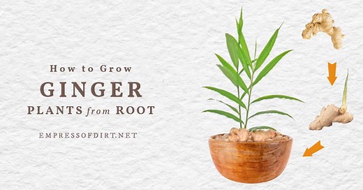 How To Sprout Ginger Root (& Indoor Growing Tips) — Empress of Dirt