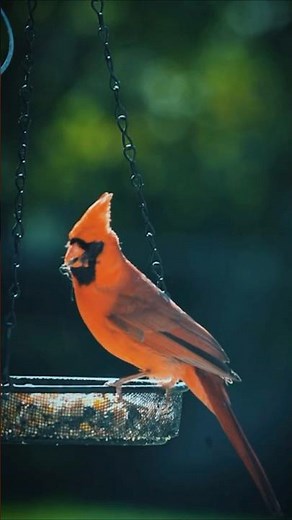 The Colorful World of a Male Northern Cardinal ￼#birding