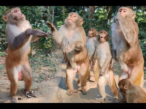 Friendly Wild Monkey Behavior 🐒✨ | Heartwarming & Gentle Interaction