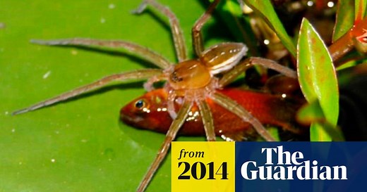 Fish-eating spiders are crawling all over the world, scientists find