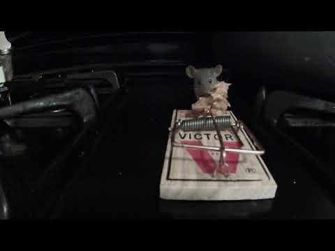 Two mice lick peanut butter off an armed mouse trap