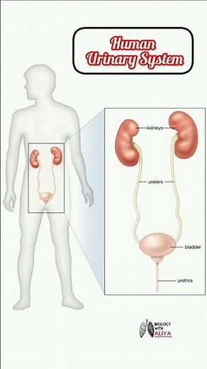 Human Urinary System #shortvideo