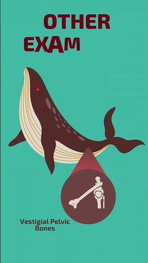 Evidence For Evolution: Vestigial Structures