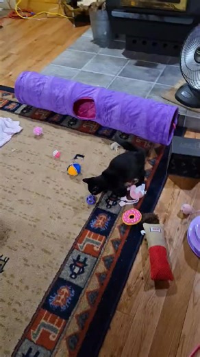 🌟 Ruby Tuesdays – Episode 1! 🌟 A very special update on one of our most unforgettable kittens… Ruby Kraken. 💖 If you’ve visited our facility or followed us on social media over the past few months, chances are you already know this tiny legend. Ruby was born in our care on June 26, 2025, and from the moment she arrived, she had the whole team wrapped around her little… well, the closest thing she has to fingers. 😹 Ruby came into the world with several congenital deformities affecting her tai