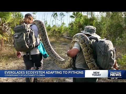 Apex predator found dead; Is the Everglades fighting back against Burmese pythons?