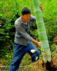 5.2M views · 70K reactions | The impressive process of bamboo paper making! 勞 | MetDaan Fitness | Facebook