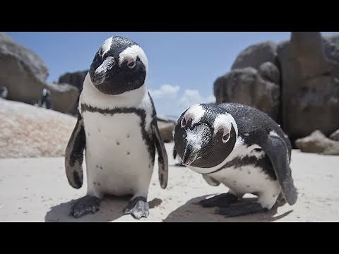 MOST Rare Animals in Africa