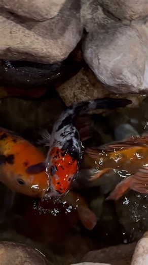 Finding Nemo!!! … I don’t own the rights to this song