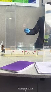 Chemistry Class vs Magic: Funny School Physics & Chemistry Tricks