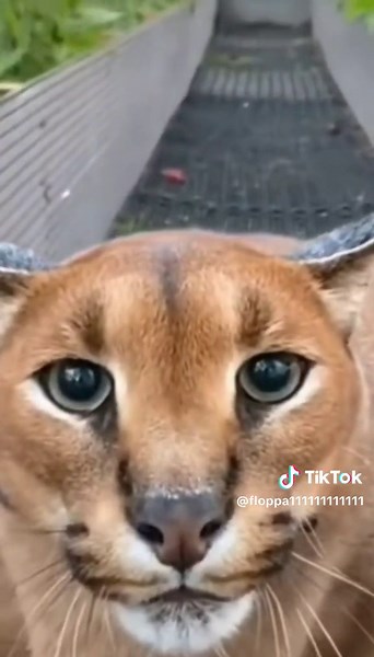 Floppa Fun: Discover the World of Floppy Memes