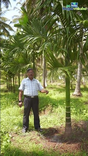 Arecanut irrigation practices and water management