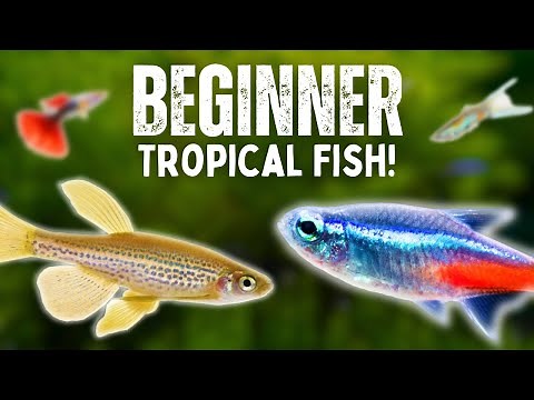 BEST Beginner Tropical Aquarium Fish | TOP 10 FISH