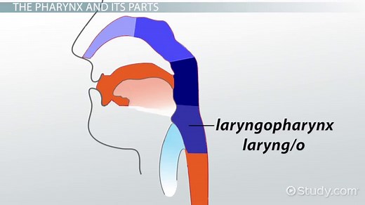 Pharynx vs. Larynx | Overview, Definition & Divisions
