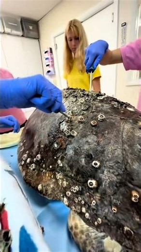 Benson’s Barnacle Removal | Part 2 🐢