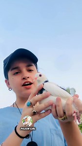 274K views · 20K reactions | Interesting Amazing Facts About Bleeding Heart Pigeon  By Pigeon Girl . Thanks For Watching  . #Amazing #facts #about #seadragon #fish #pigeon #stone #crystals #octopus #INHindi #seafood #beauty #animals #animallover #ocean #loveit #love #trendingreelsvideo #trendingreel #trendingnow #song #movie #foryouシ #pigeongirl #news #newpost #worldwide #World #stone #ring | Pigeon Girl | Facebook